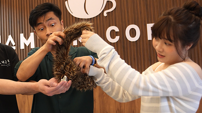 Tricky Raccoon by Liang Kuai & Amor Magic