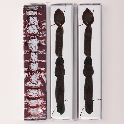 Anatomica & Alterna Set [AUCTION]